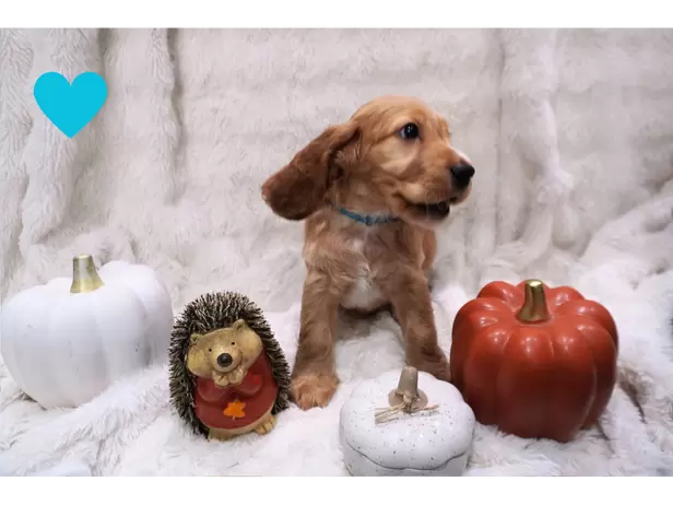 Beautiful cocker spaniel puppies - 2/6