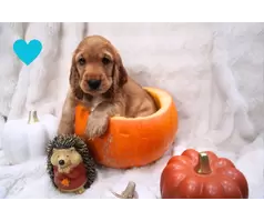 Beautiful cocker spaniel puppies - 3