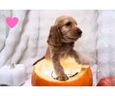 Beautiful cocker spaniel puppies - 4