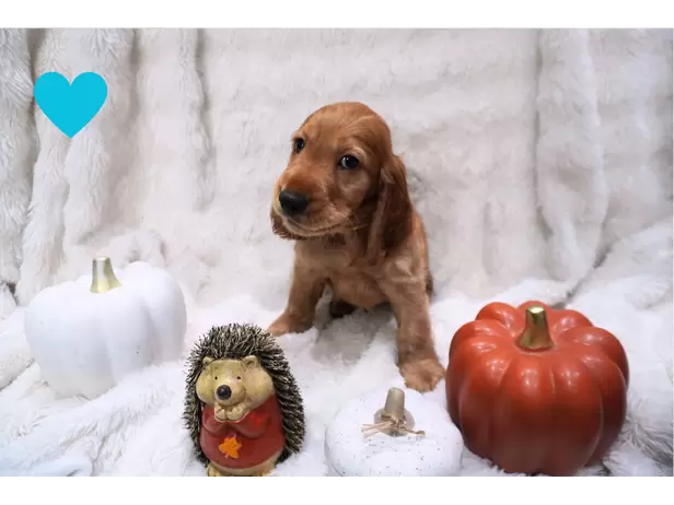 Beautiful cocker spaniel puppies - 5/6