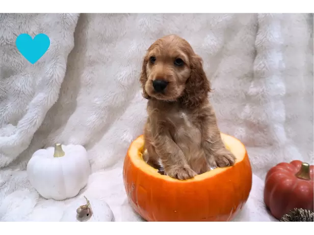 Beautiful cocker spaniel puppies - 6/6
