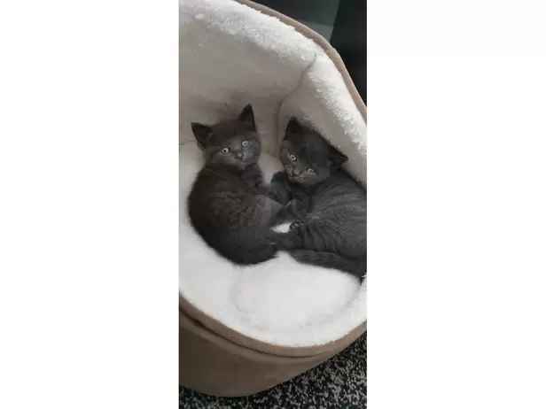 KITTENS FOR SALE - 1/19