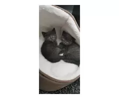 KITTENS FOR SALE