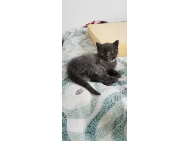 KITTENS FOR SALE - 2/19