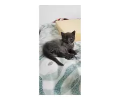 KITTENS FOR SALE - 2