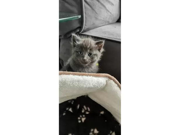 KITTENS FOR SALE - 3/19