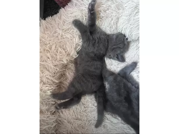 KITTENS FOR SALE - 4/19