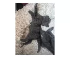 KITTENS FOR SALE - 4
