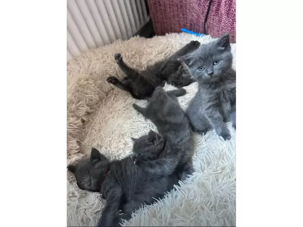 KITTENS FOR SALE - 5/19