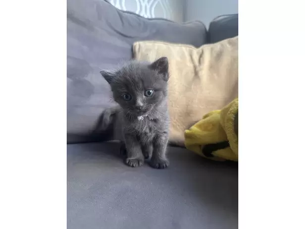 KITTENS FOR SALE - 6/19