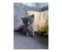 KITTENS FOR SALE - 6
