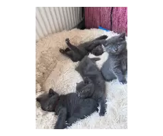 KITTENS FOR SALE - 7