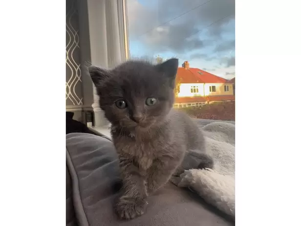 KITTENS FOR SALE - 8/19