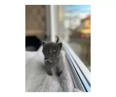 KITTENS FOR SALE - 9