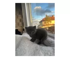 KITTENS FOR SALE - 10