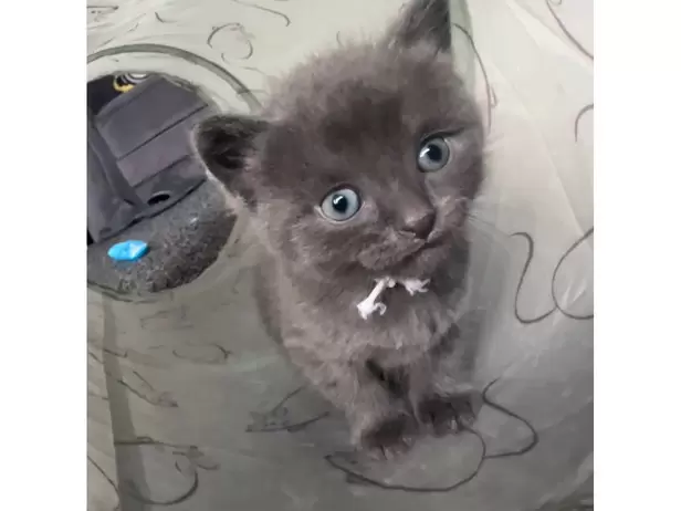 KITTENS FOR SALE - 11/19