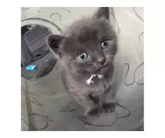 KITTENS FOR SALE - 11