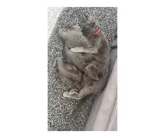 KITTENS FOR SALE - 13
