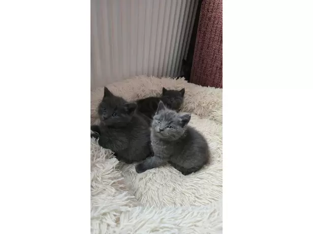 KITTENS FOR SALE - 15/19