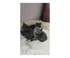 KITTENS FOR SALE - 15