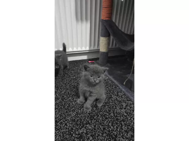 KITTENS FOR SALE - 16/19