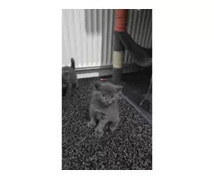 KITTENS FOR SALE - 16
