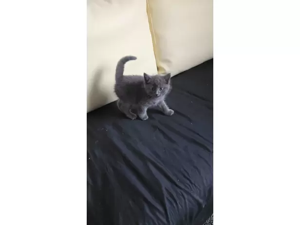 KITTENS FOR SALE - 18/19