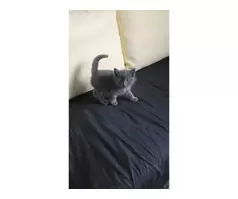 KITTENS FOR SALE - 18