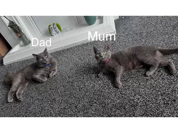 KITTENS FOR SALE - 19/19