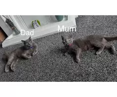 KITTENS FOR SALE - 19