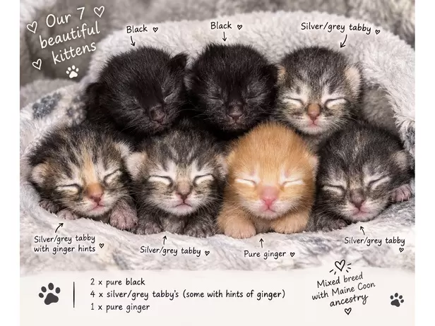 🐾❤️ BEAUTIFUL MIXED-BREED KITTENS LOOKING FOR THEIR FOREVER HOMES! ❤️🐾 - 2/9