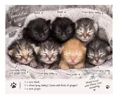 🐾❤️ BEAUTIFUL MIXED-BREED KITTENS LOOKING FOR THEIR FOREVER HOMES! ❤️🐾 - 2