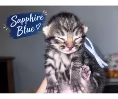 🐾❤️ BEAUTIFUL MIXED-BREED KITTENS LOOKING FOR THEIR FOREVER HOMES! ❤️🐾 - 3
