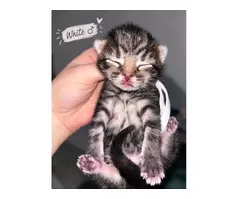 🐾❤️ BEAUTIFUL MIXED-BREED KITTENS LOOKING FOR THEIR FOREVER HOMES! ❤️🐾 - 4