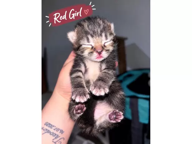 🐾❤️ BEAUTIFUL MIXED-BREED KITTENS LOOKING FOR THEIR FOREVER HOMES! ❤️🐾 - 5/9