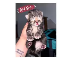 🐾❤️ BEAUTIFUL MIXED-BREED KITTENS LOOKING FOR THEIR FOREVER HOMES! ❤️🐾 - 5