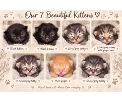 🐾❤️ BEAUTIFUL MIXED-BREED KITTENS LOOKING FOR THEIR FOREVER HOMES! ❤️🐾 - 7