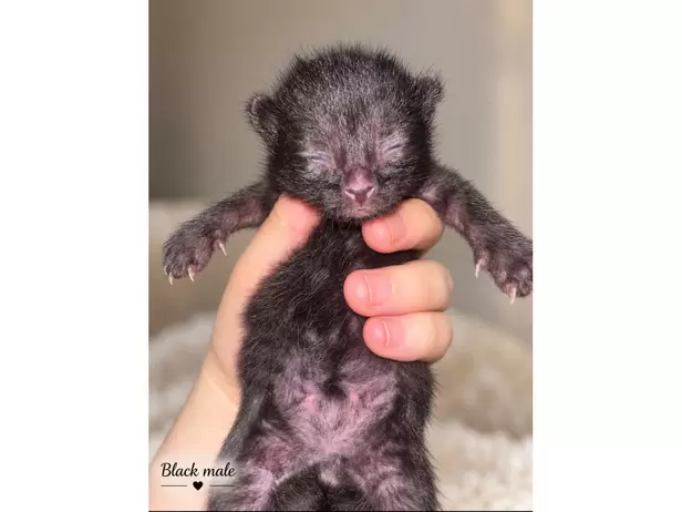 🐾❤️ BEAUTIFUL MIXED-BREED KITTENS LOOKING FOR THEIR FOREVER HOMES! ❤️🐾 - 8/9