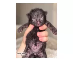 🐾❤️ BEAUTIFUL MIXED-BREED KITTENS LOOKING FOR THEIR FOREVER HOMES! ❤️🐾 - 8