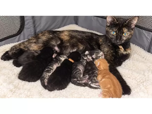 🐾❤️ BEAUTIFUL MIXED-BREED KITTENS LOOKING FOR THEIR FOREVER HOMES! ❤️🐾 - 9/9