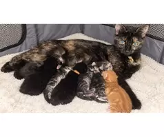 🐾❤️ BEAUTIFUL MIXED-BREED KITTENS LOOKING FOR THEIR FOREVER HOMES! ❤️🐾 - 9