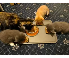Three Lovely Female Kittens | Two Grey & One Ginger