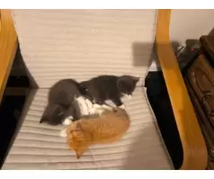 Three Lovely Female Kittens | Two Grey & One Ginger - 2