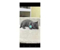 British shorthair kitten 😸