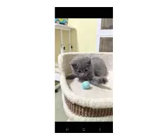 British shorthair kitten 😸 - 2