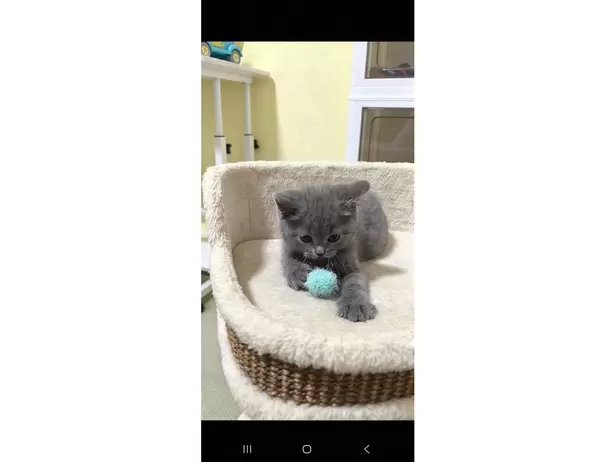 British shorthair kitten 😸 - 3/20