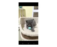 British shorthair kitten 😸 - 3