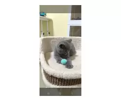 British shorthair kitten 😸 - 5