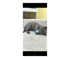 British shorthair kitten 😸 - 6