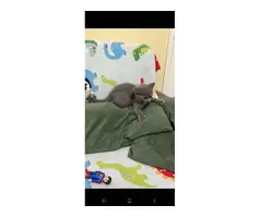 British shorthair kitten 😸 - 7